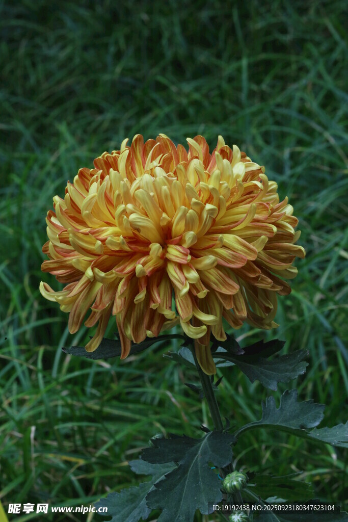 菊花  