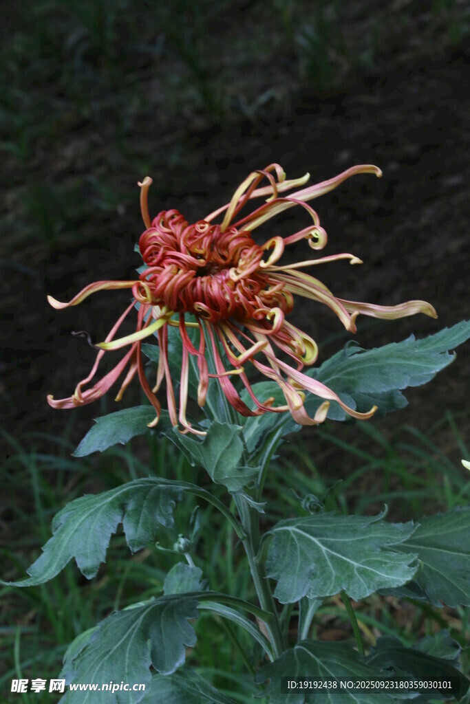 菊花  