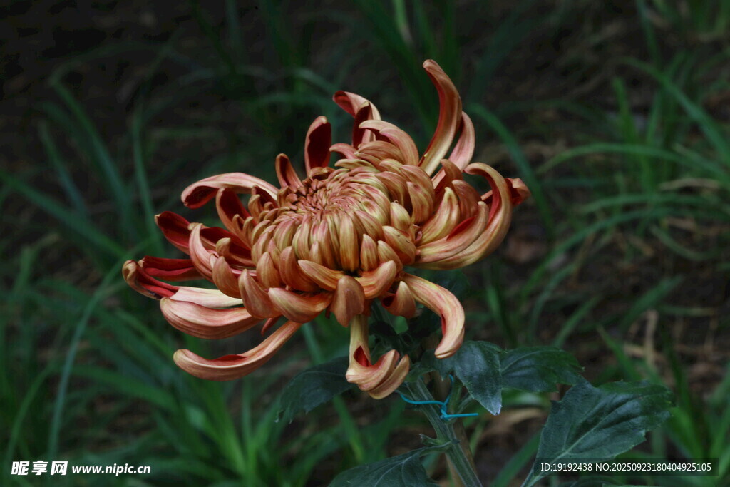 菊花  