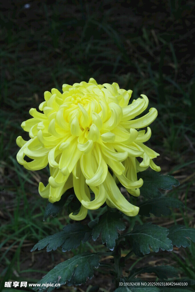 菊花 