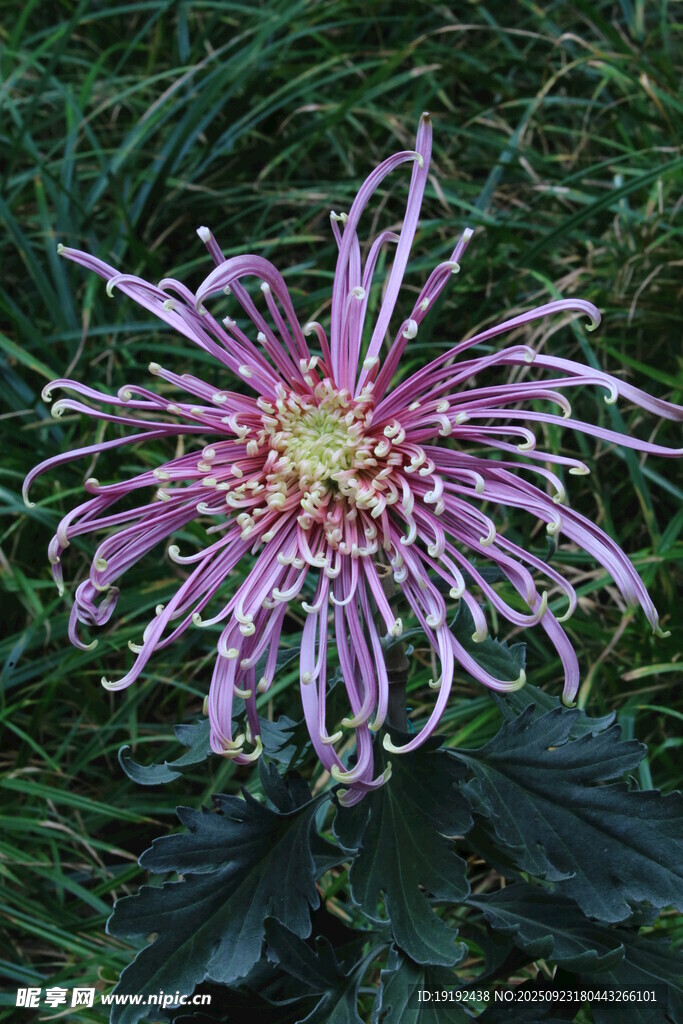 菊花  