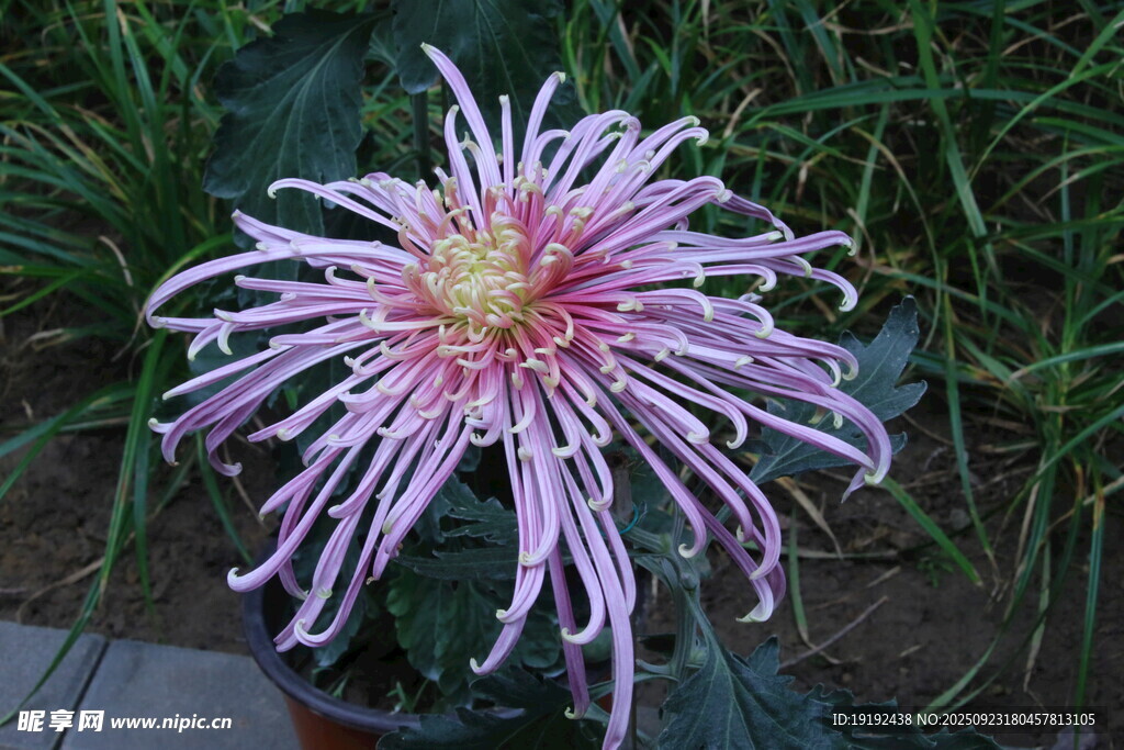 菊花 