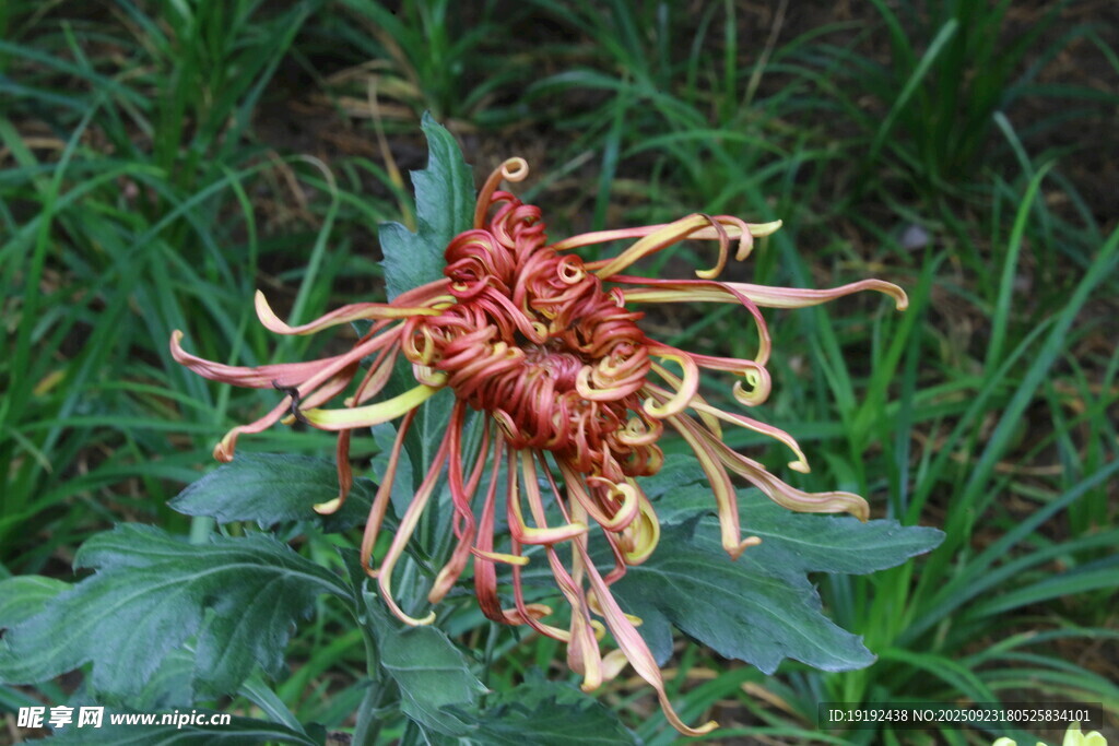 菊花 