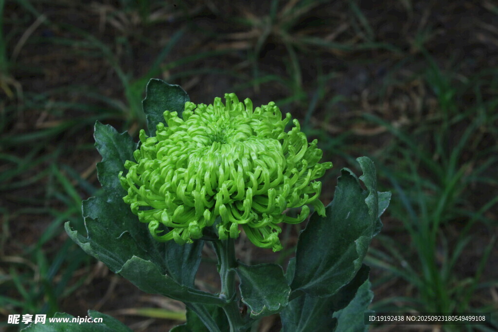 菊花 