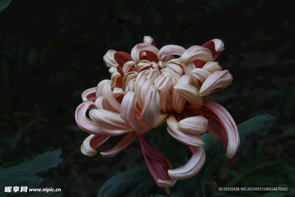 菊花 