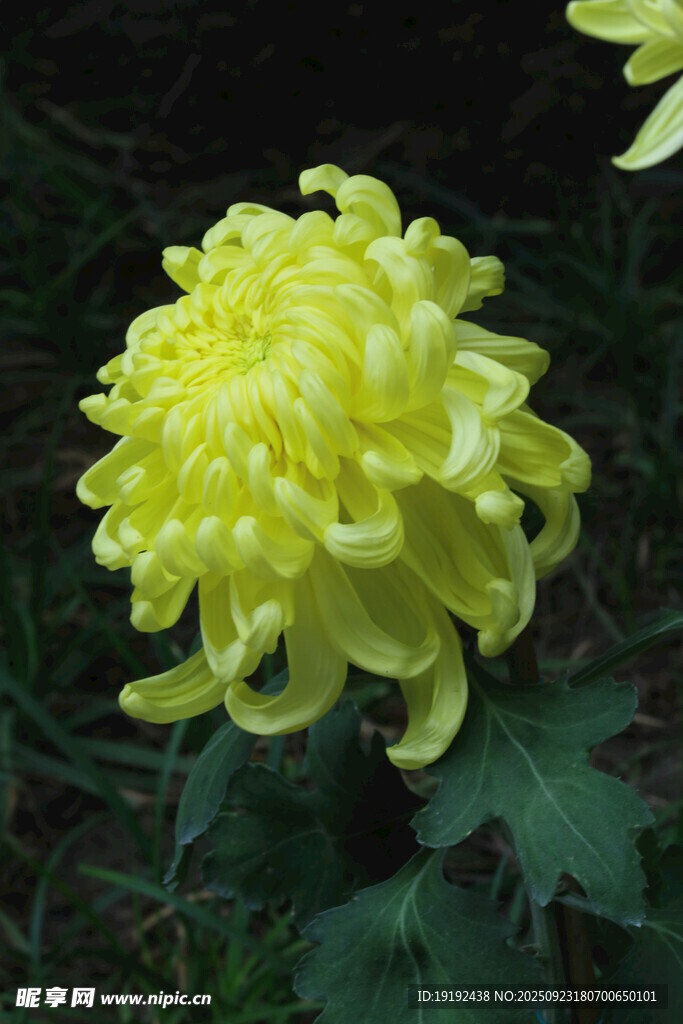 菊花 