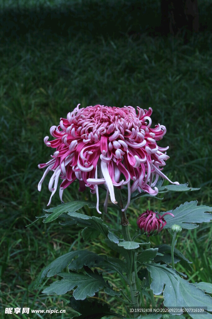 菊花  