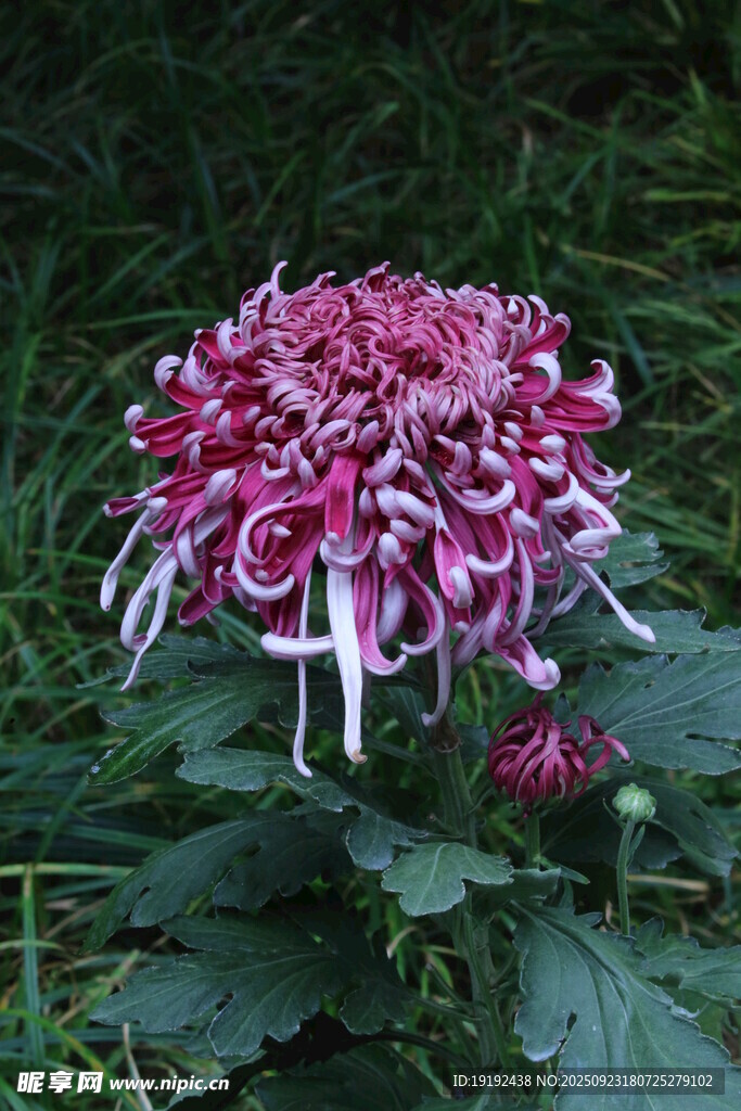 菊花  