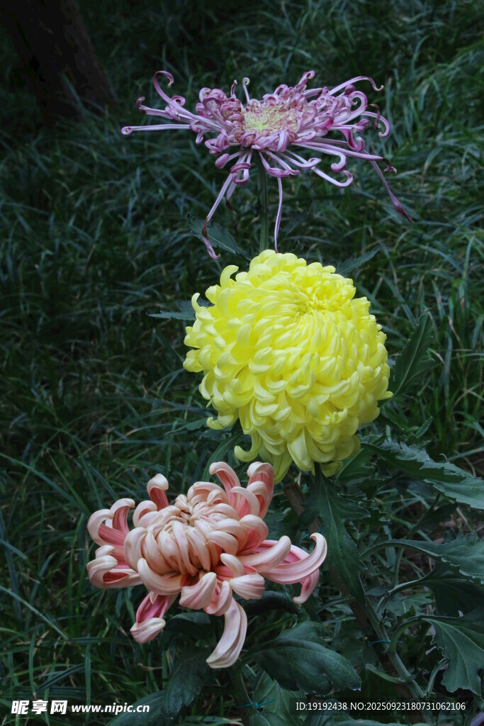 菊花 