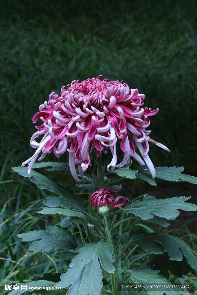 菊花 