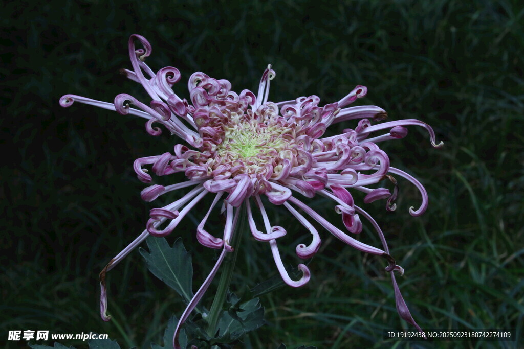 菊花  