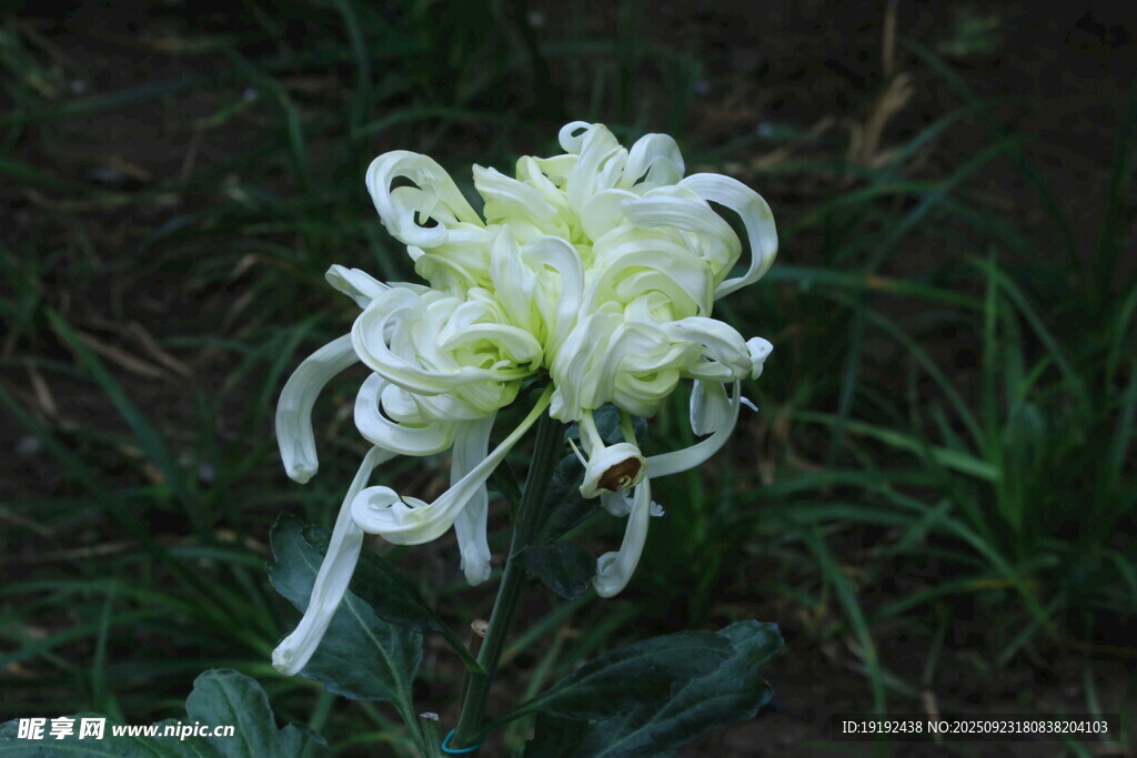 菊花  