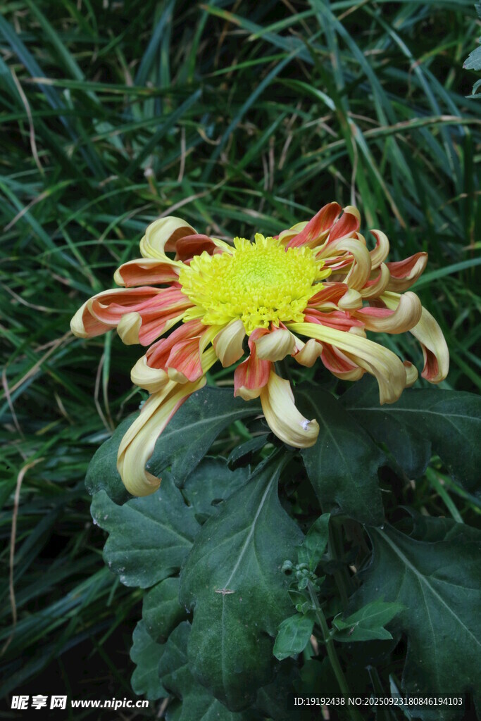 菊花 