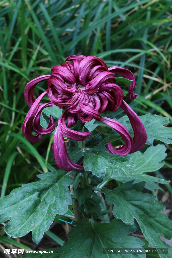 菊花  