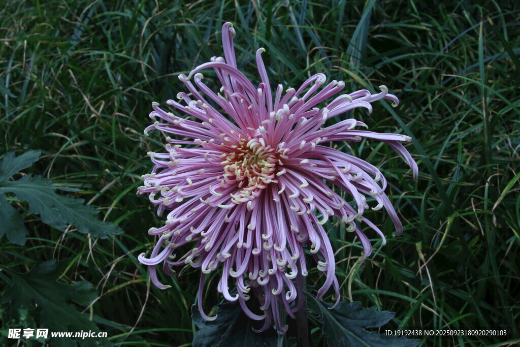 菊花  