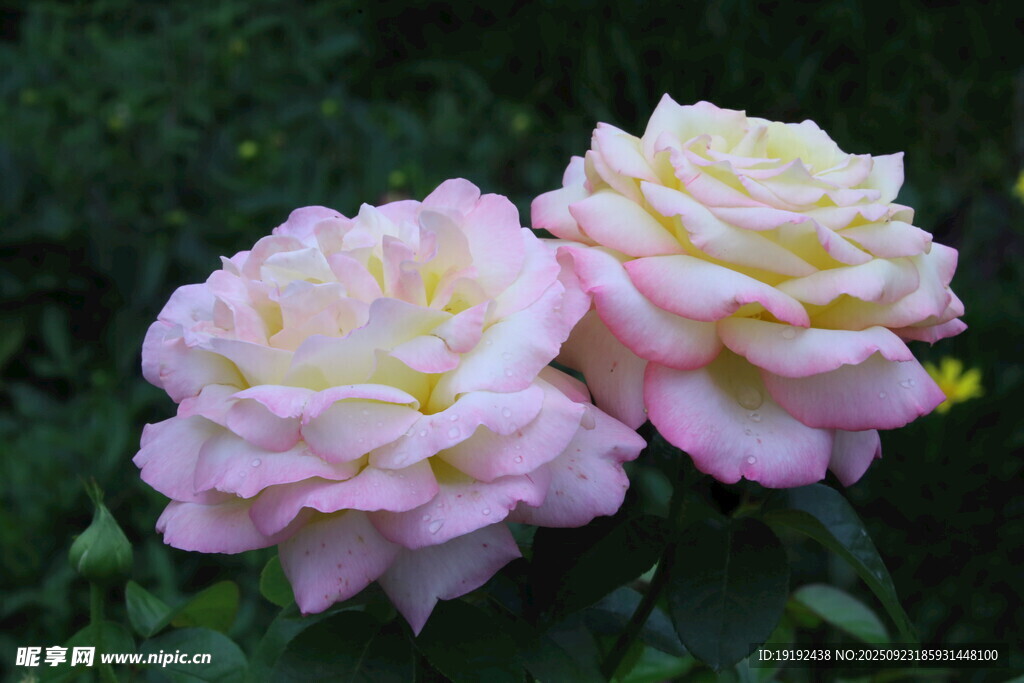 月季花 