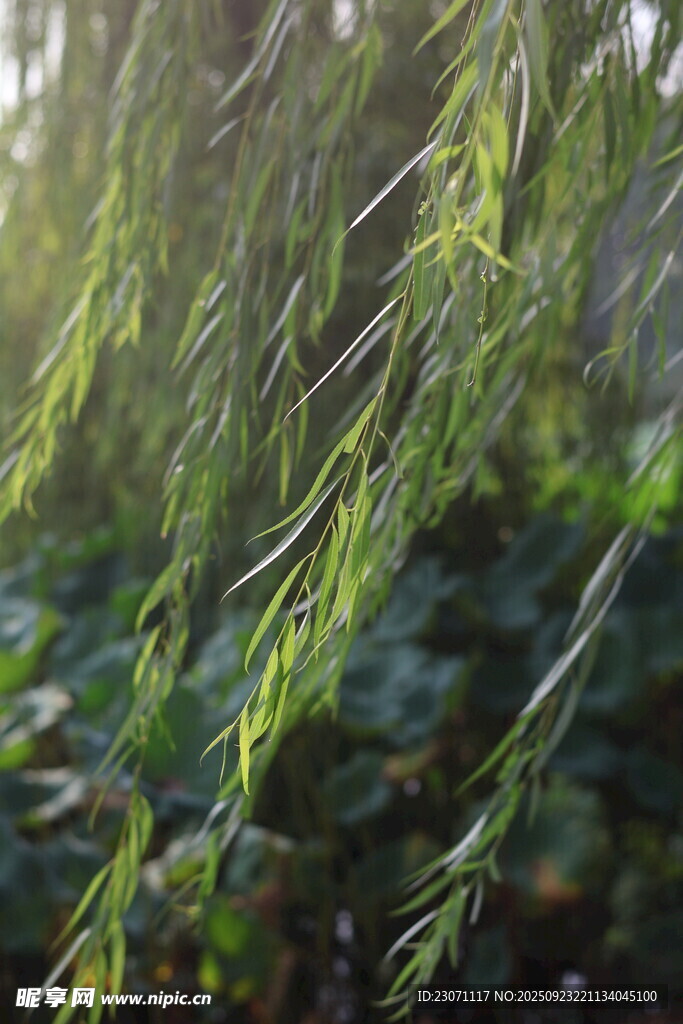 随风摇曳的翠绿柳枝