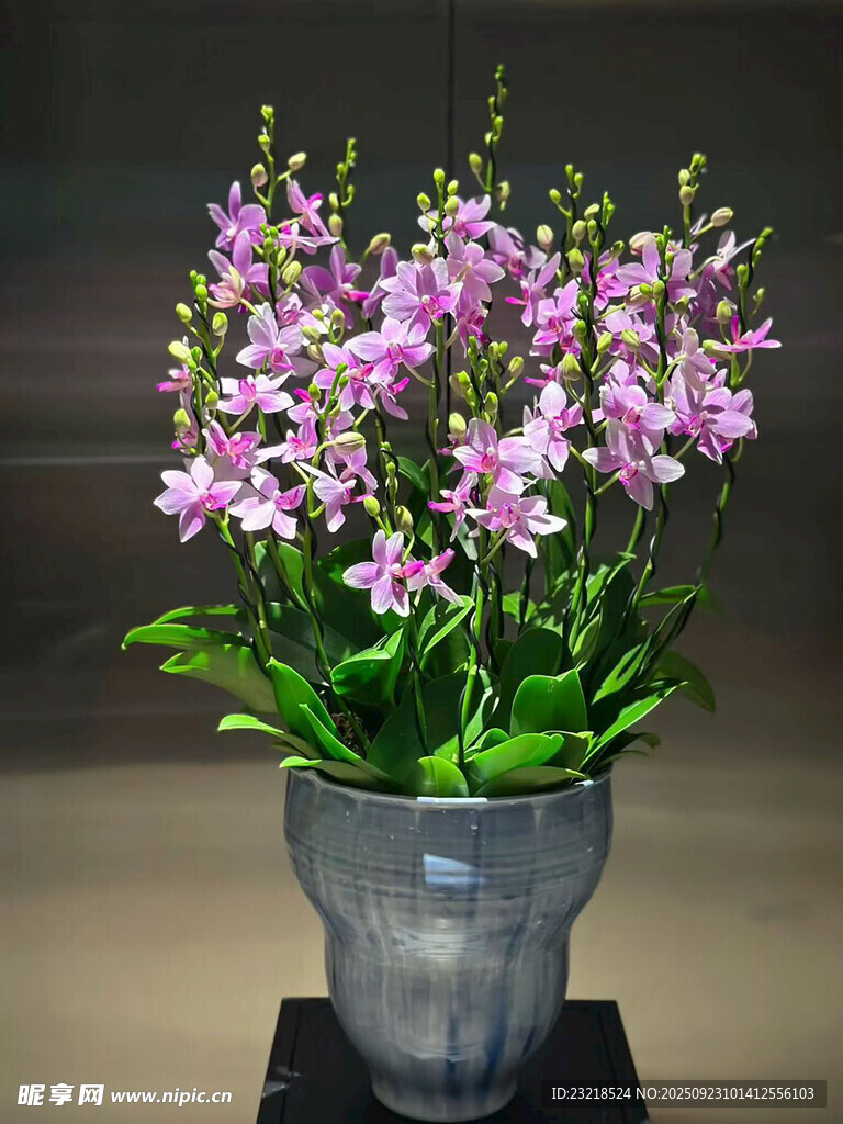 兰花