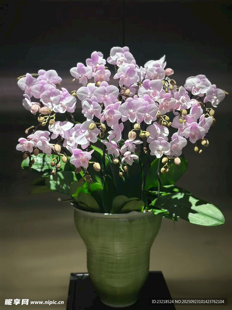 淡紫色花卉
