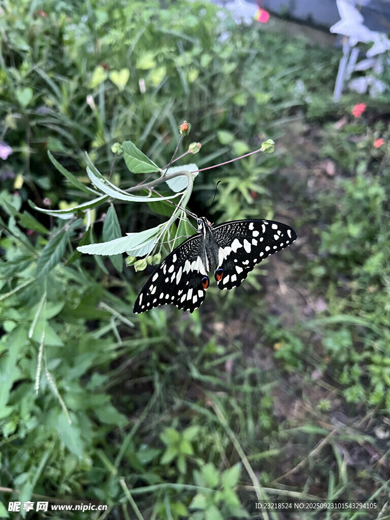 黑白花纹蝴蝶
