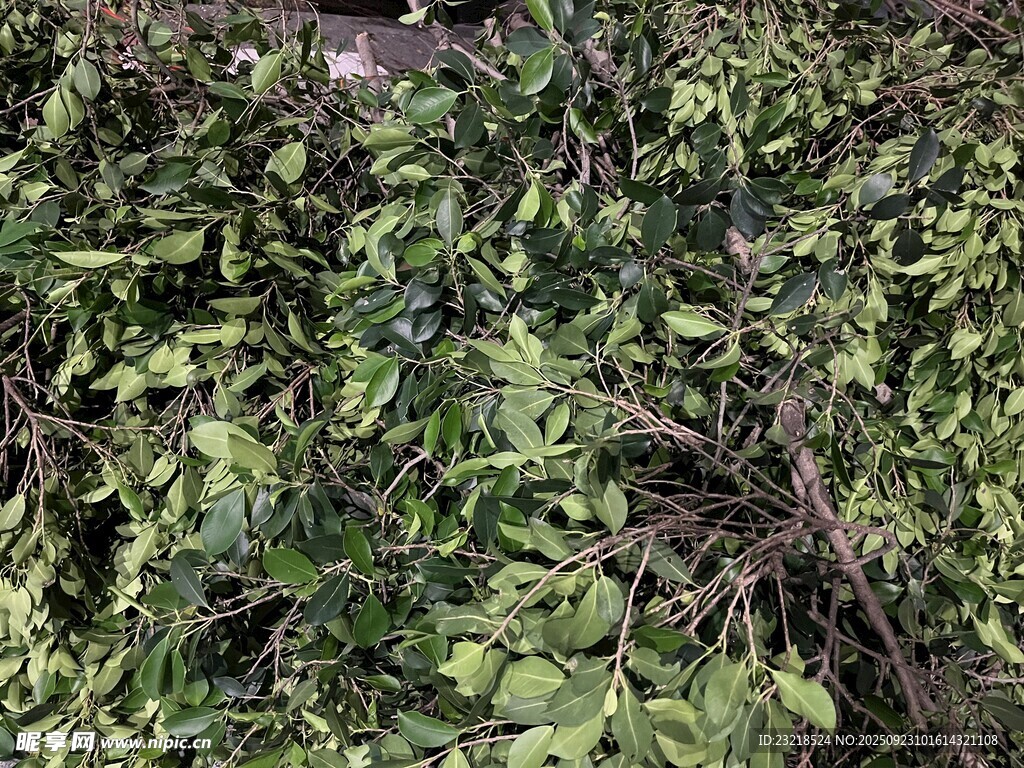 叶子背景