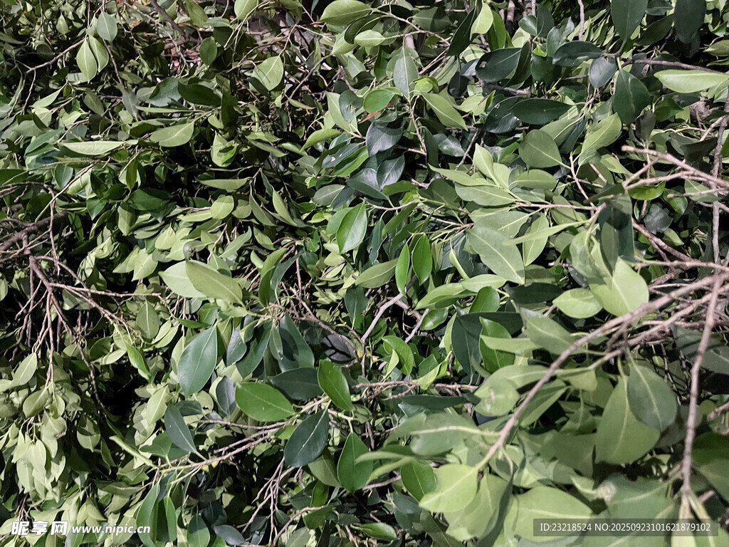 繁茂绿植