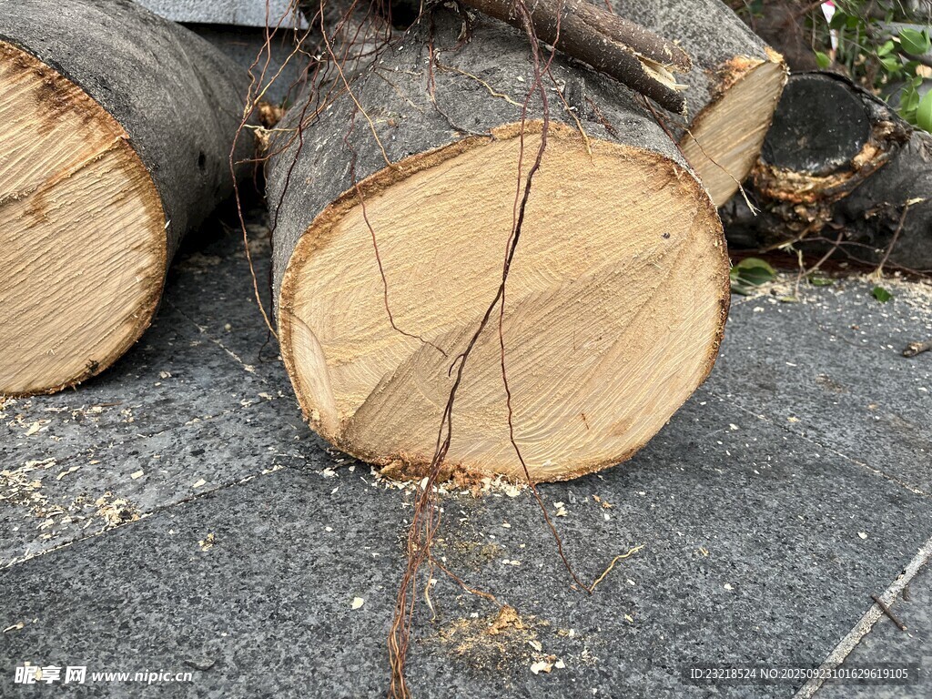 砍伐