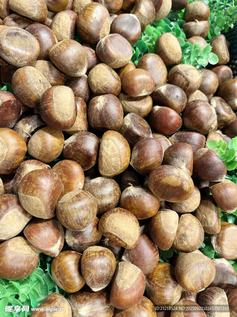 板栗