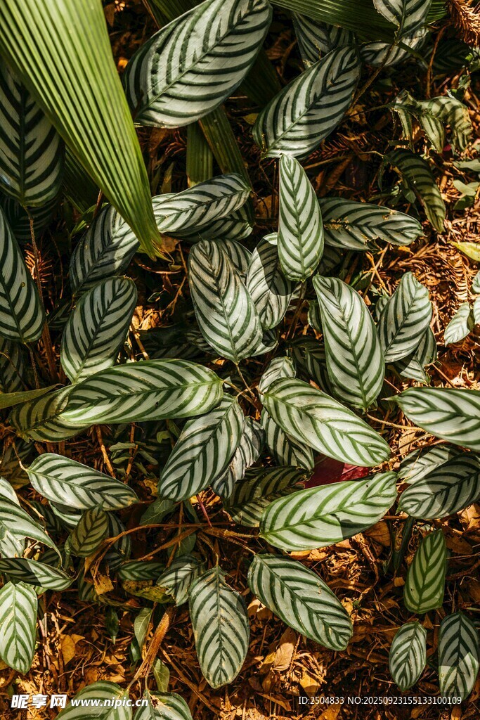 斑斓条纹叶片的独特植物