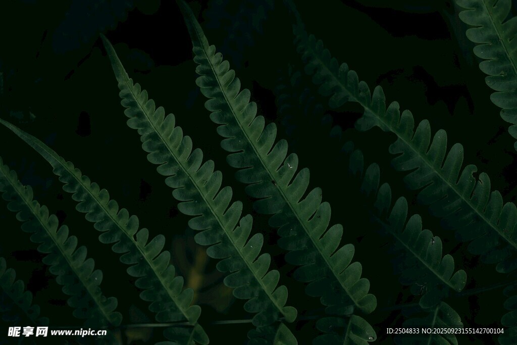 翠绿蕨类叶片特写