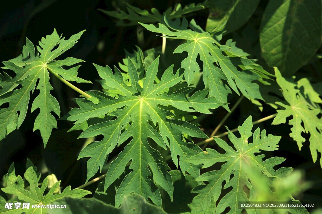 翠绿掌状叶片植物特写