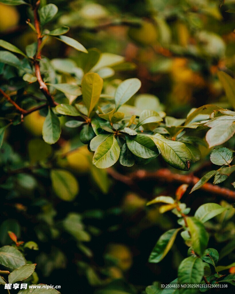绿叶繁茂的植物景象