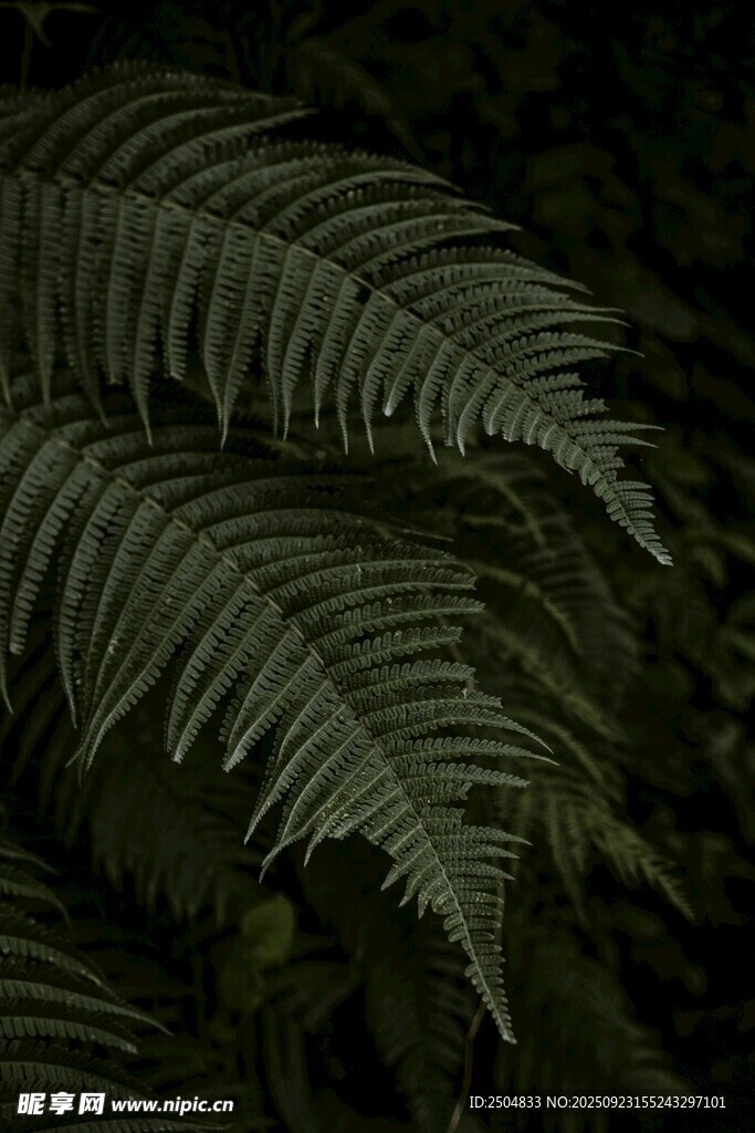 蕨类植物叶片特写