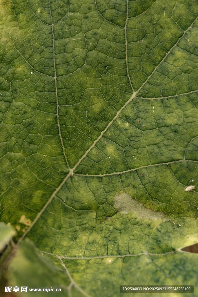 特写 翠绿叶片的纹理细节