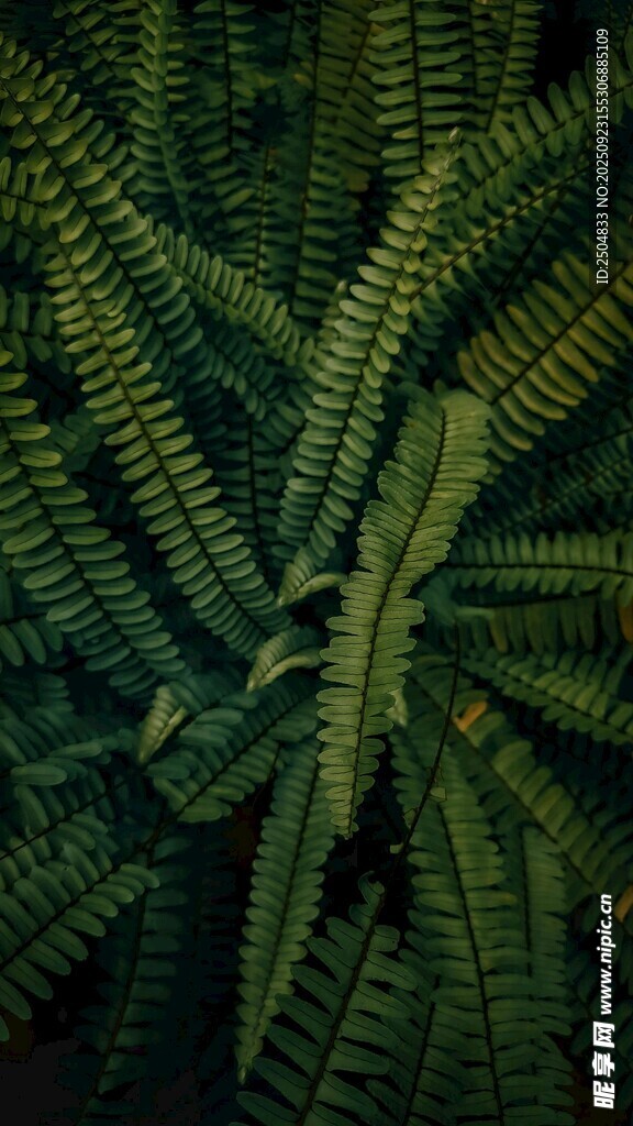 蕨类植物特写