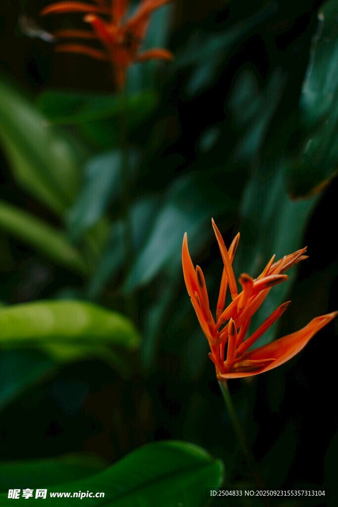 艳丽橙花绽放绿叶间
