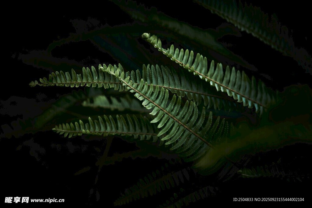夜间蕨类植物的独特光影