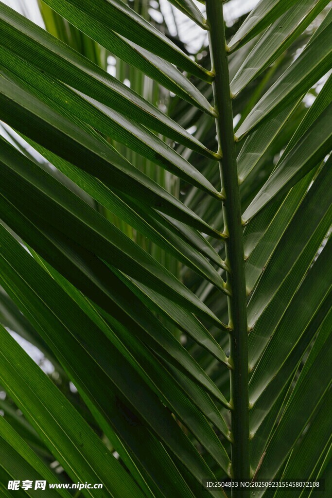 翠绿棕榈叶特写