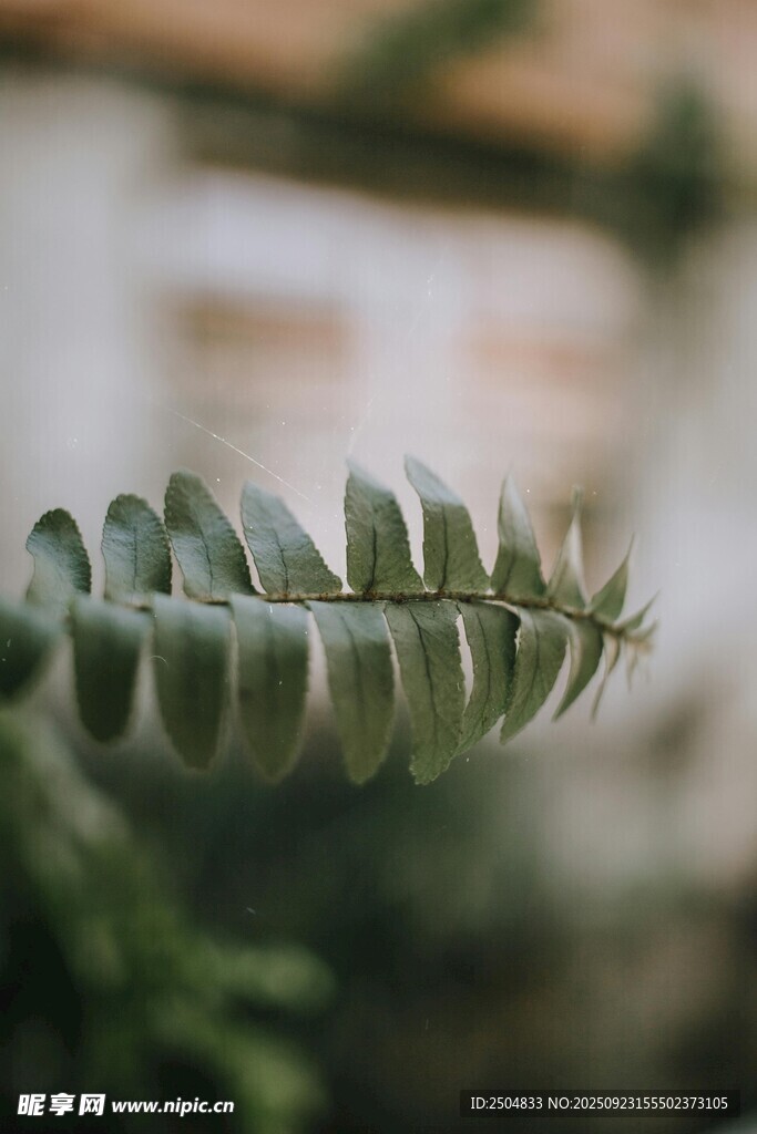 特写 翠绿羽状叶片植物