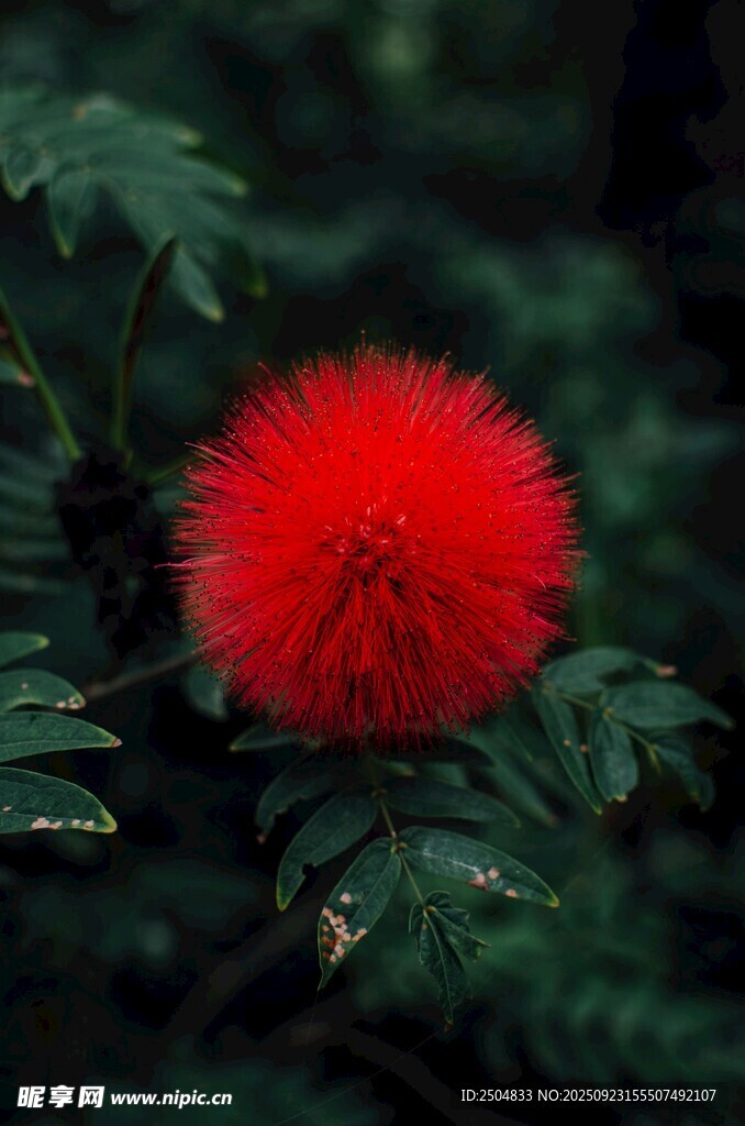 艳丽红绒球花朵特写