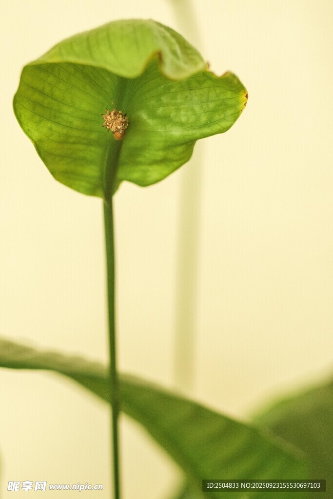 绿叶上的小昆虫