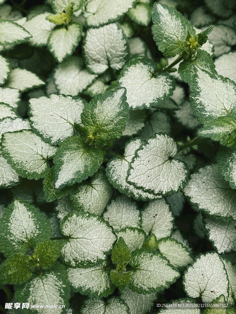 白色边缘的绿色植物