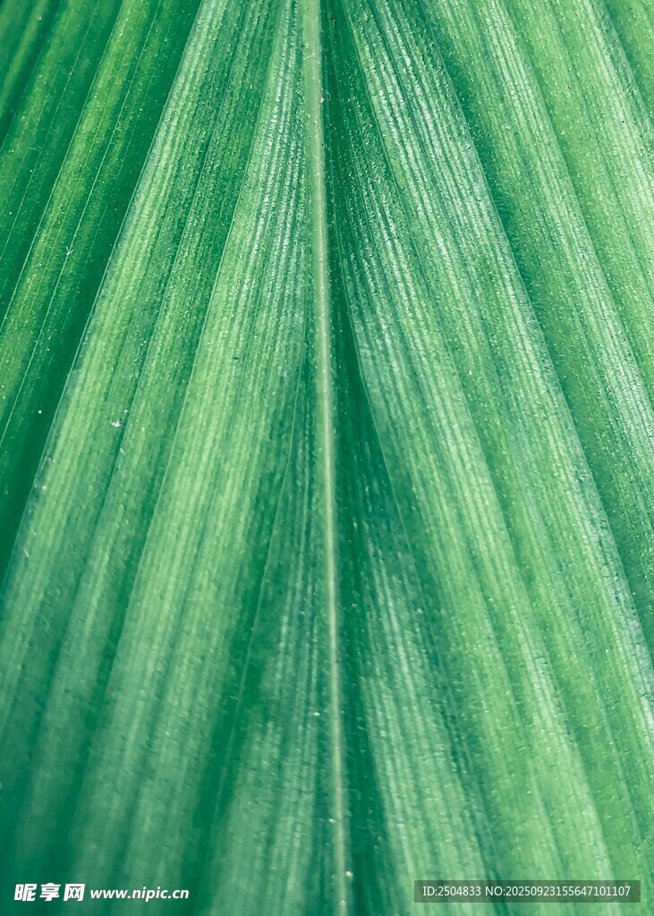 翠绿叶片的纹理特写