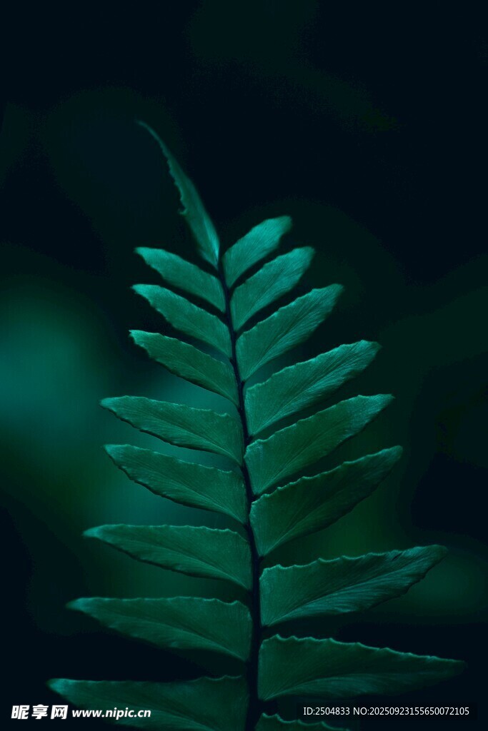 翠绿蕨叶 尽显自然之美