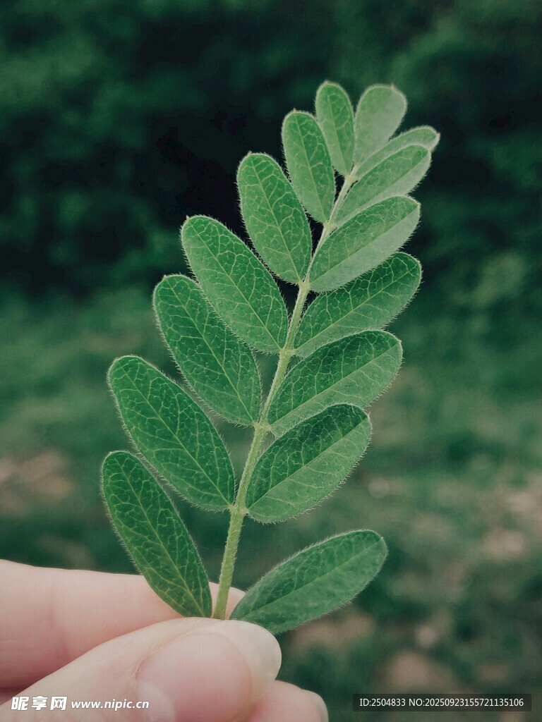 手持嫩绿羽状复叶植物