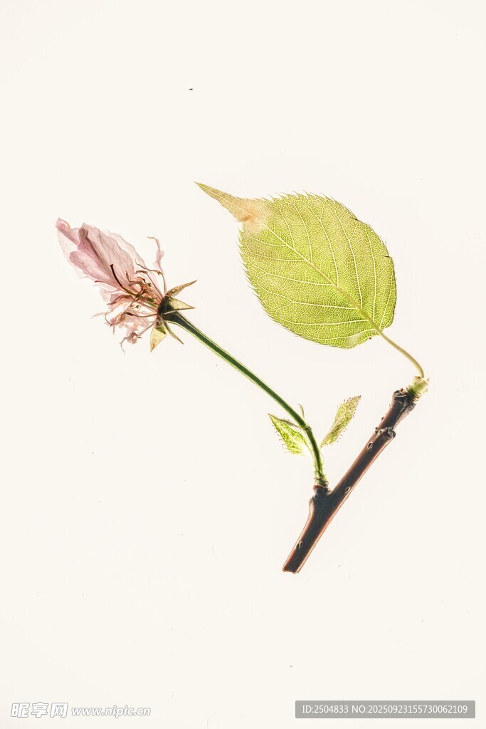 带花绿叶植物特写