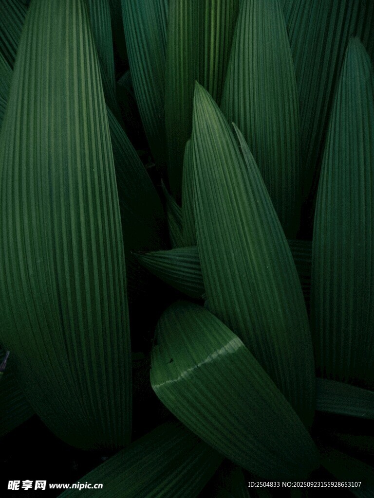 深绿叶片特写