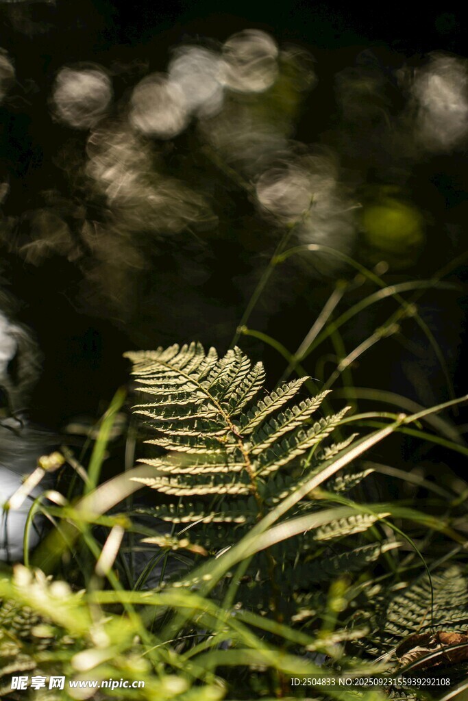 翠绿蕨类植物特写