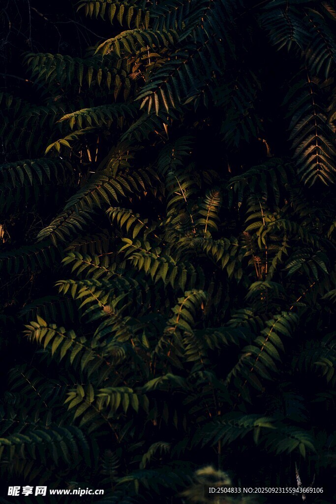 茂密蕨类植物的自然景致