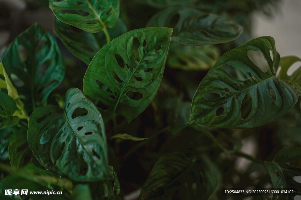 独特斑纹绿植特写